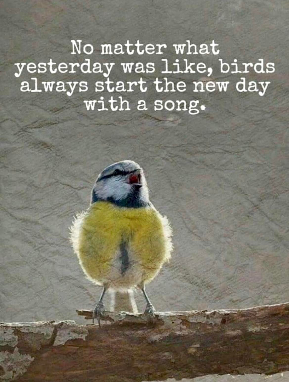 No matter what yesterday was like, birds always start the new day with a song